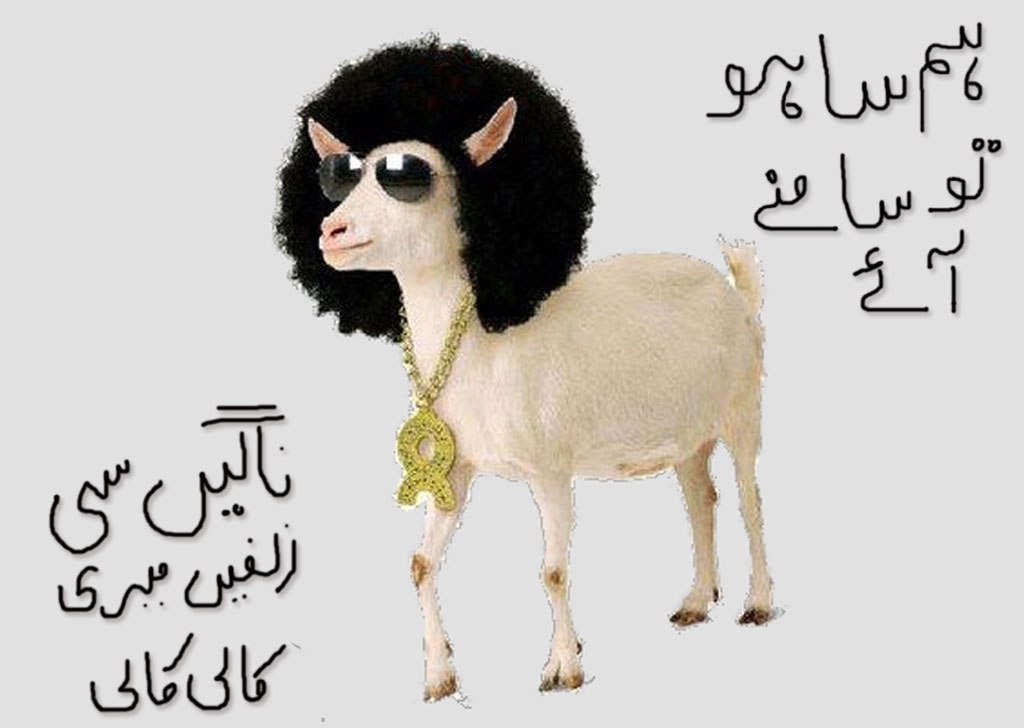 Latest bakra eid funny wallpapers collection web solution