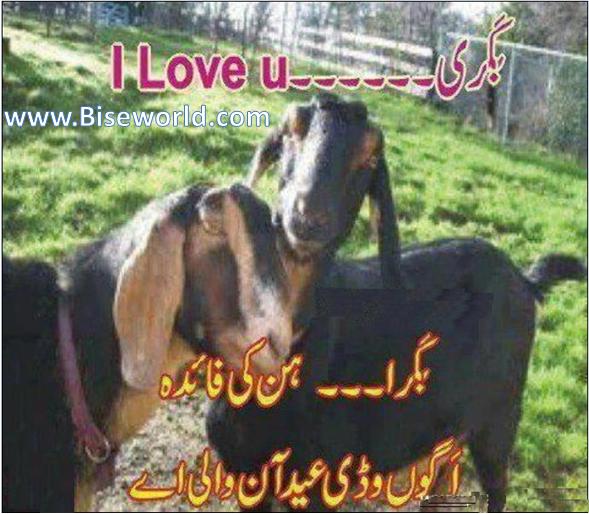 Eid bakra bakari wallpaper funny bise world pakistani education entertainment