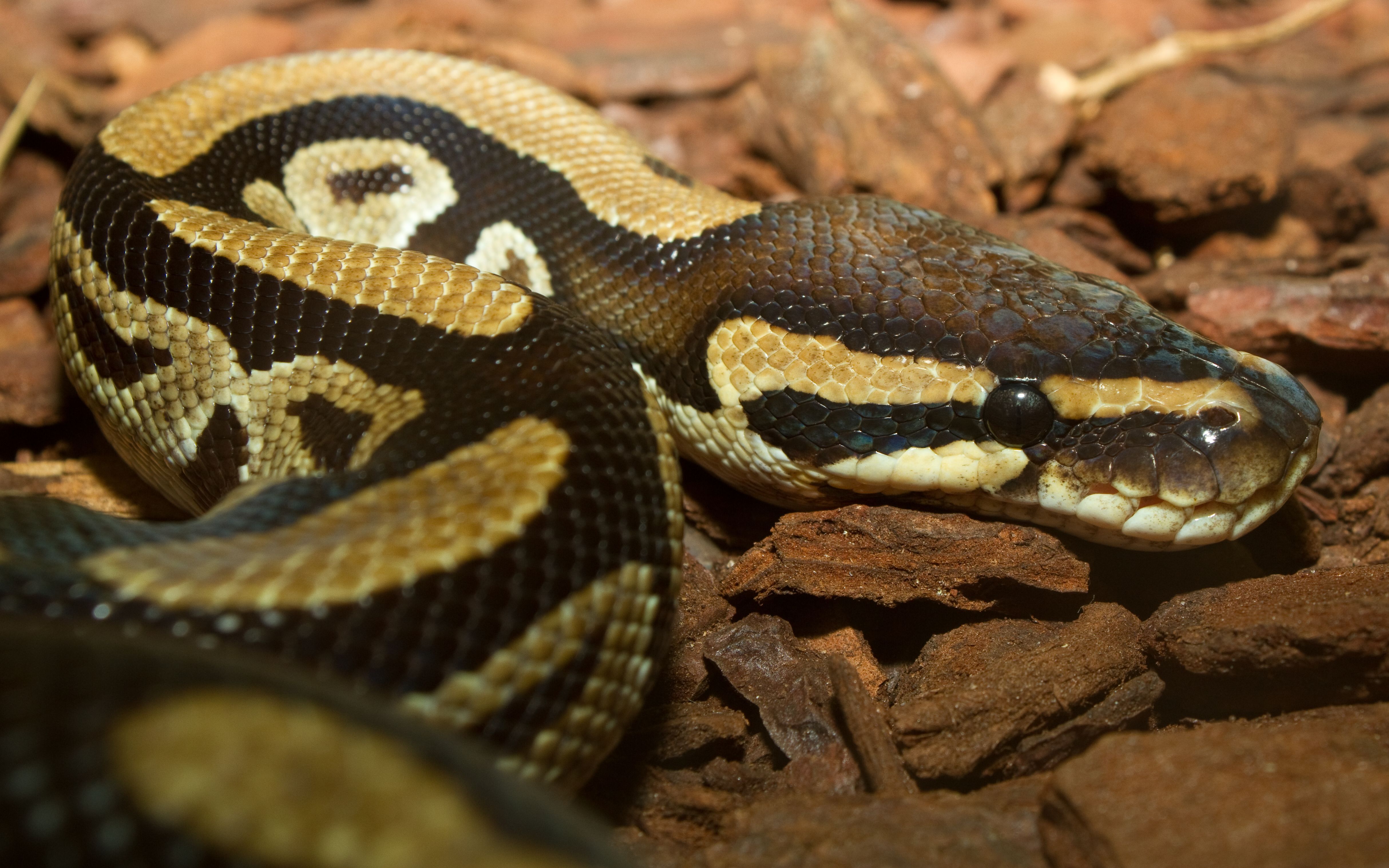 Ball python wallpapers