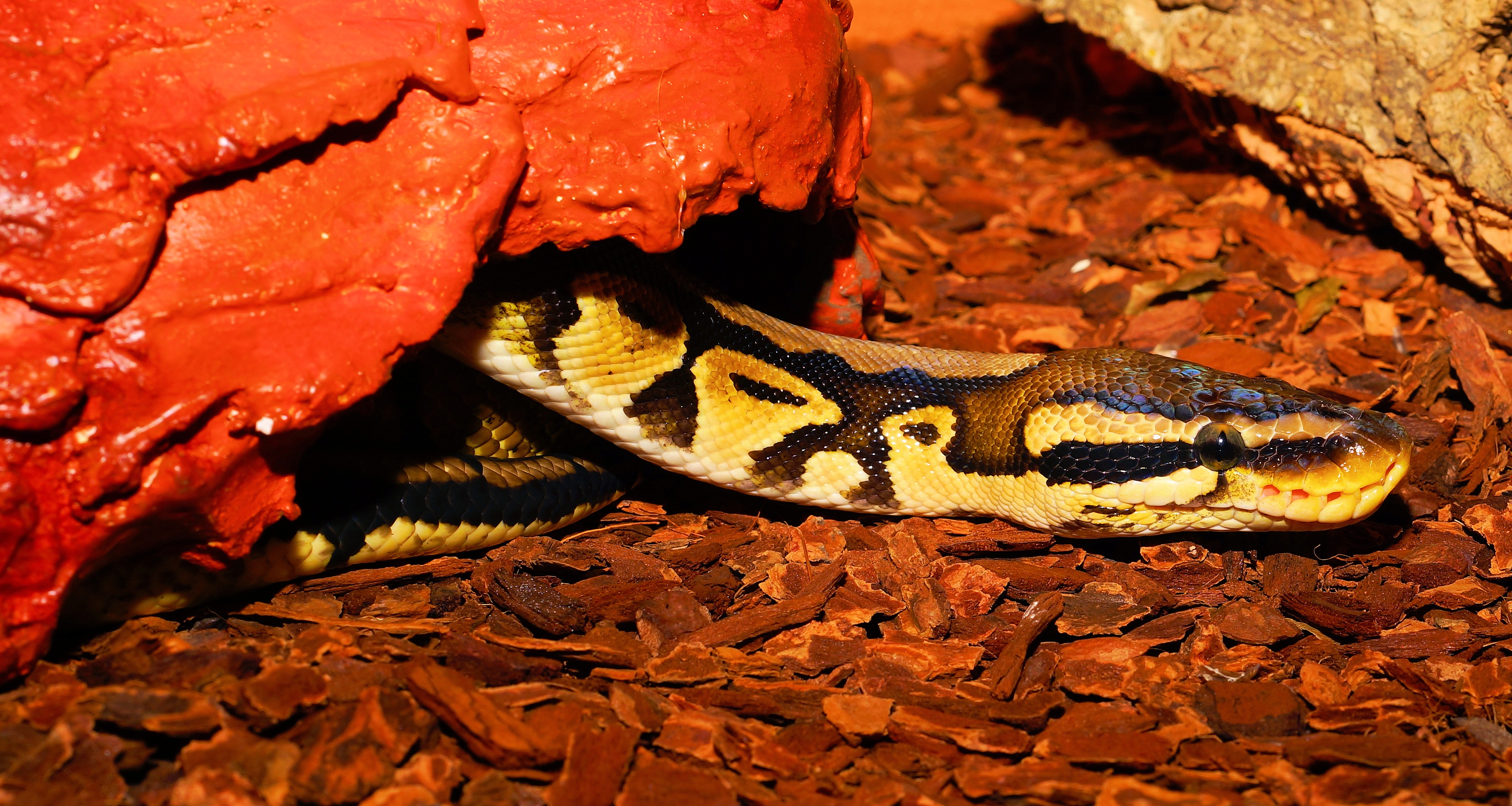 Ball python hd papers und hintergrãnde