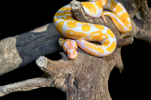 Ball python pictures download free images on