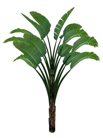 Banana tree png vector psd and clipart with transparent background for free download