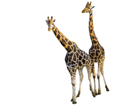 Zoo animals png transparent images free download vector files