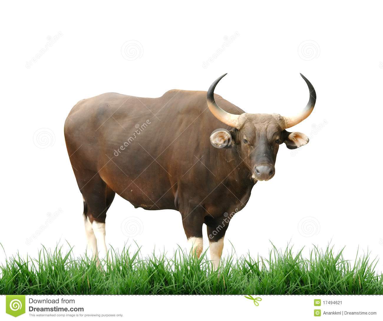 Download Free 100 + banteng Wallpapers