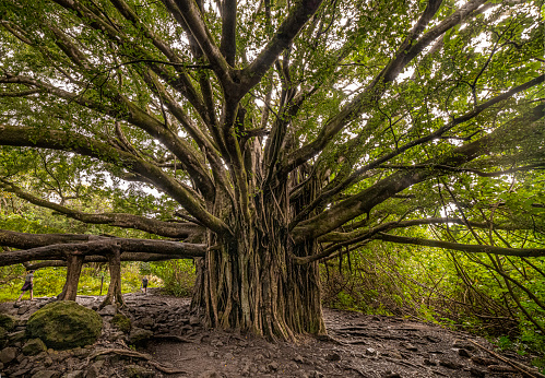 60+ Free Banyan & Banyan Tree Images - Pixabay