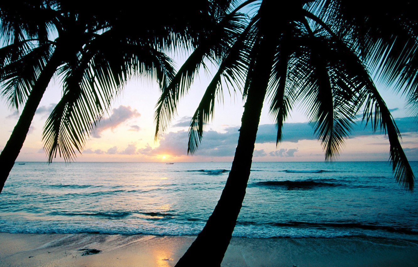 Wallpaper sunset palm trees the ocean barbados caribbean west indies kings beach the island of barbados images for desktop section ððµðð