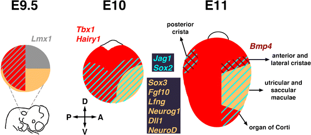 Segregating neural and mechanosensory fates in the developing ear patterning signaling and transcriptional control cell and tissue research