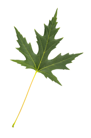 Maple tree png transparent images free download vector files