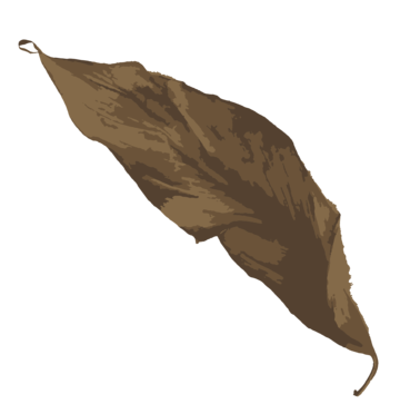 Leaf fall drawing png transparent images free download vector files