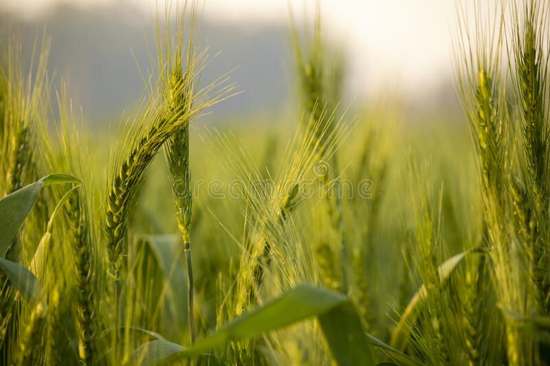 Wheat Harvest On The Field Wheat Harvest Field Season Summer Autumn Barley  Crops Beans Cereals Collection Bread Growth Nature Flora Plants Benefit  Nutrition Health Product Background Wallpaper. Stock Photo, Picture and  Royalty