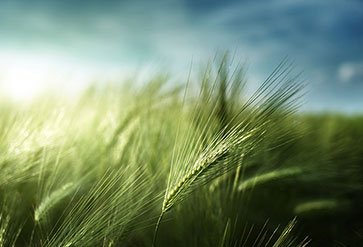 Barley field wallpaper for bedroom wall decor