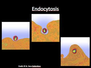 Biology as if it mattered august