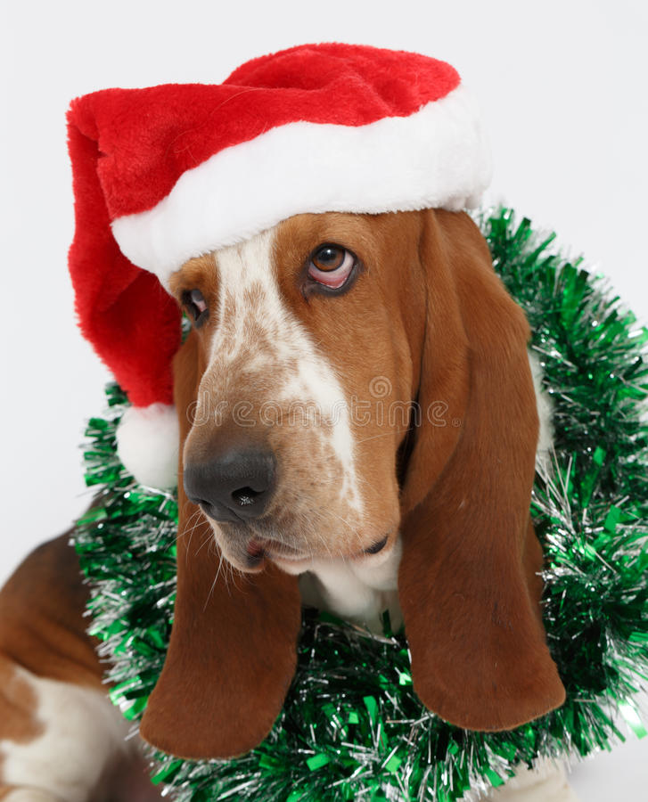 Happy new year basset hound stock photos