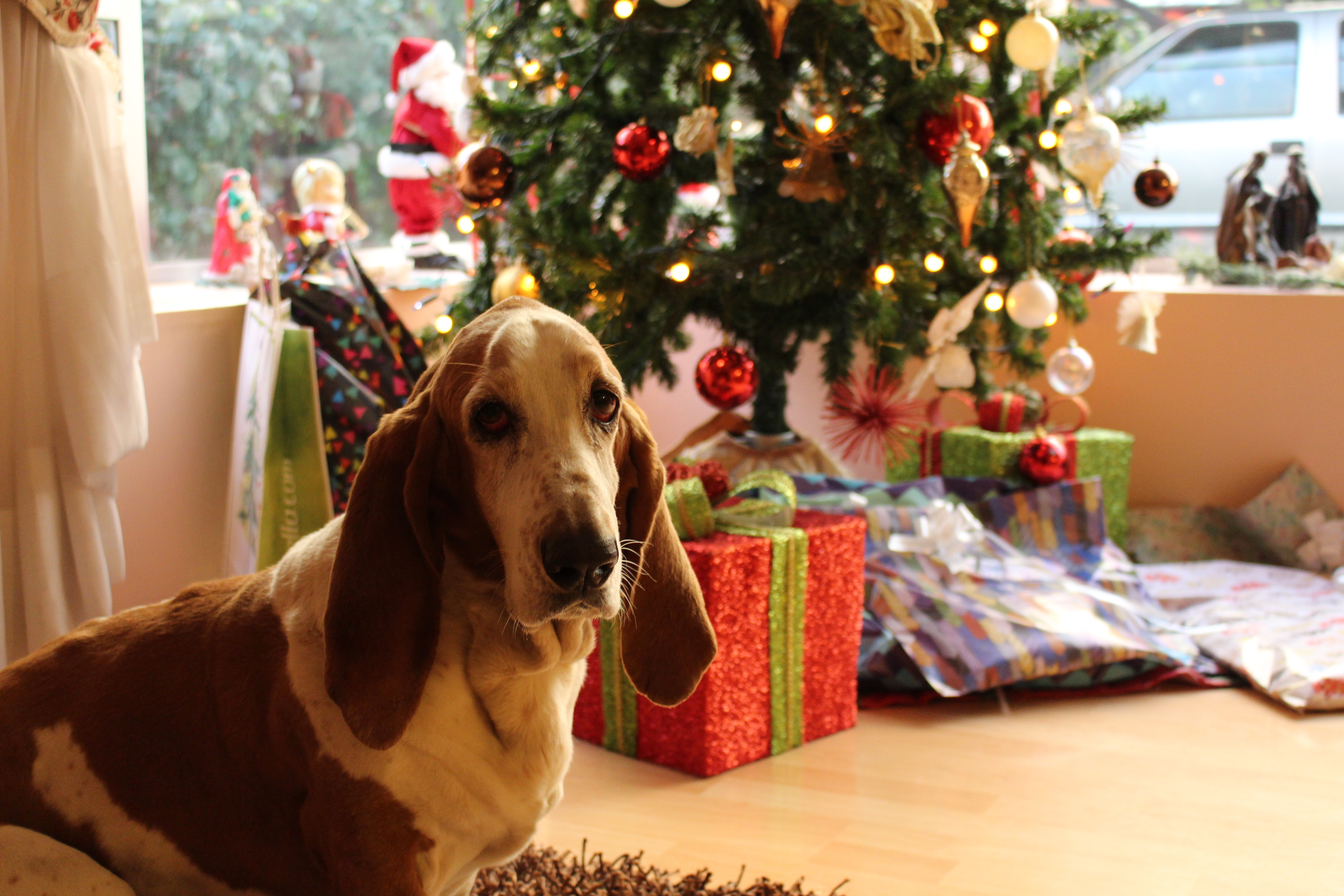 Tan and white basset hound near the christmas tree