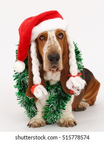 Basset hound christmas stock photos images photography