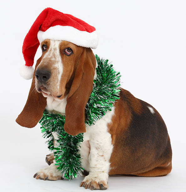 Cute basset hound santa dog stock photos pictures royalty