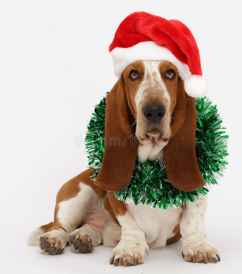 Basset hound christmas stock photos