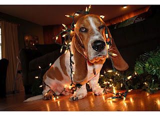 This has to be our christmas pic next yearha basset puppies bassett hound hound dog