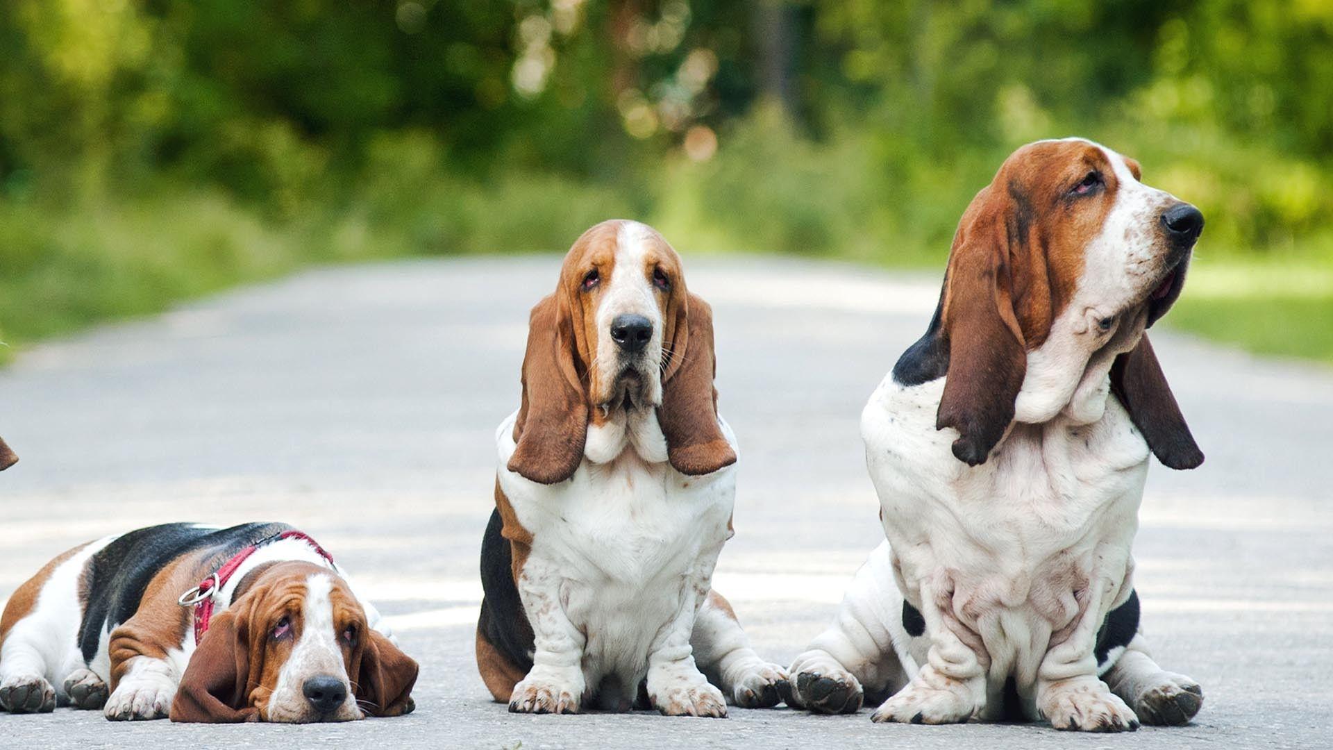 Download Free 100 + basset hound wallpaper Wallpapers