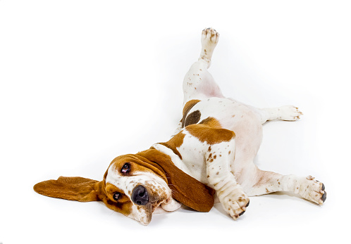 Download Free 100 + basset hound wallpapers free