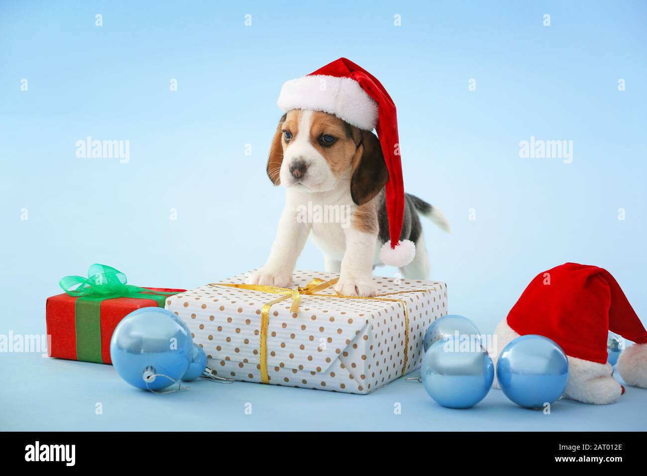 Cute beagle puppy with gift and christmas decor on color background stock photo