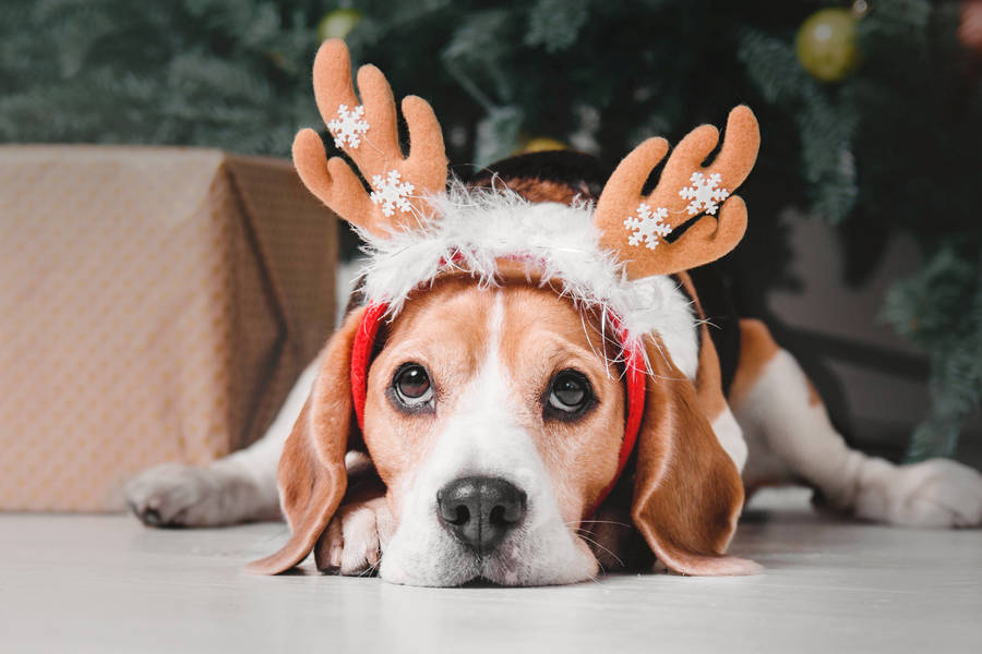 Download beagle with christmas reindeer ears wallpaper