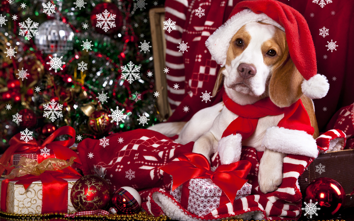 Download wallpapers k happy new year beagle year of dog christmas creative new year xmas christmas coration for sktop free picturesâ hund weihnachten weihnachten hintergrundbilr weihnachtshund
