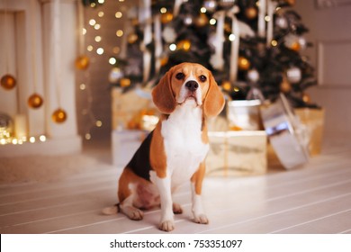 Christmas beagle images stock photos vectors