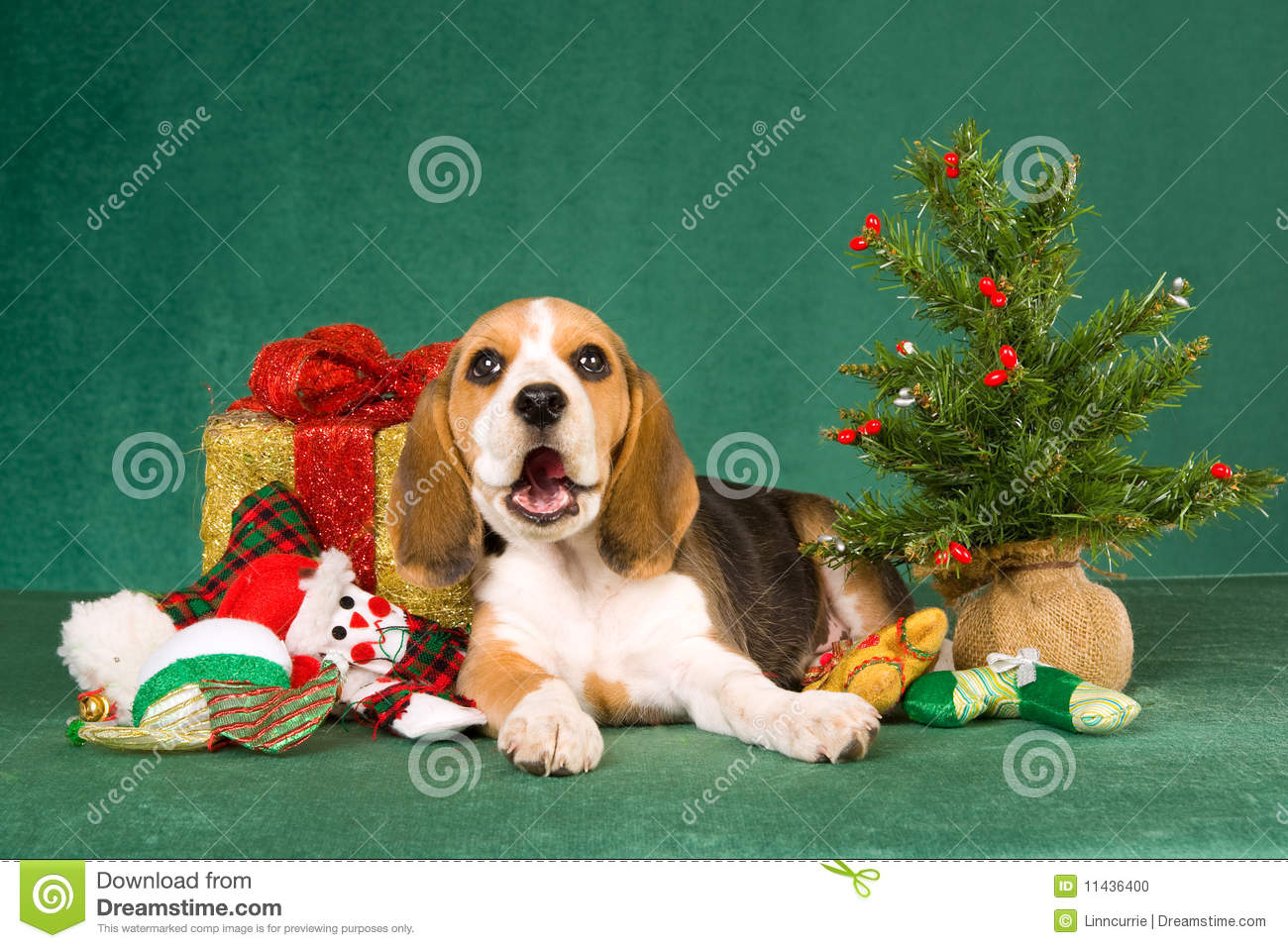 Christmas beagle stock photos