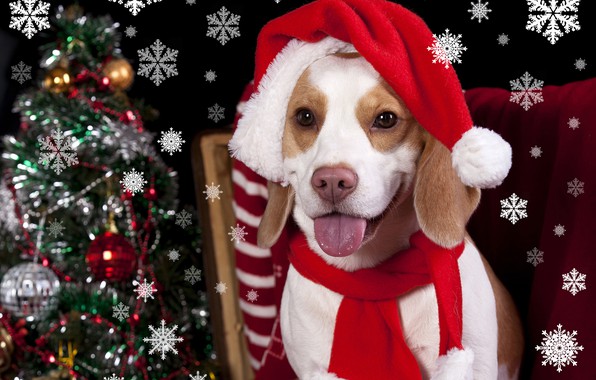 Wallpaper heat hat tree dog new year christmas winter dogs beagle holidays images for desktop section ñððððºð