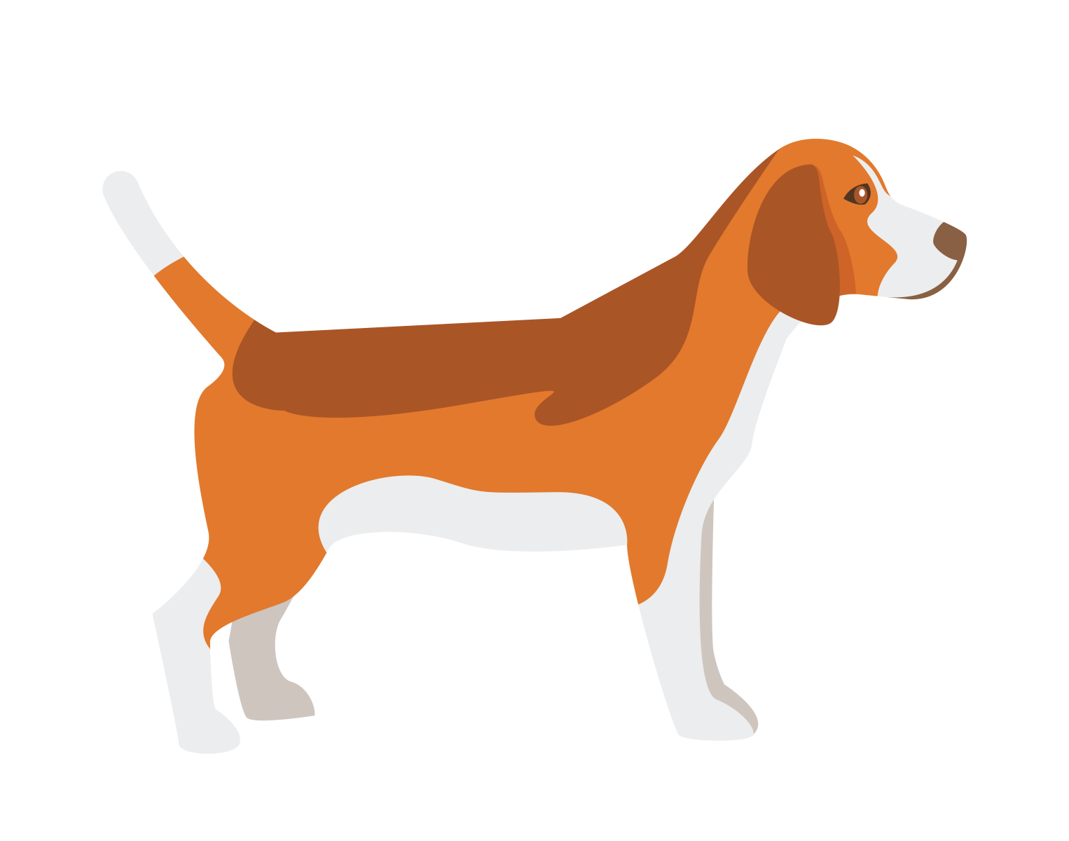 Orange and white side view beagle vector by digitemb on