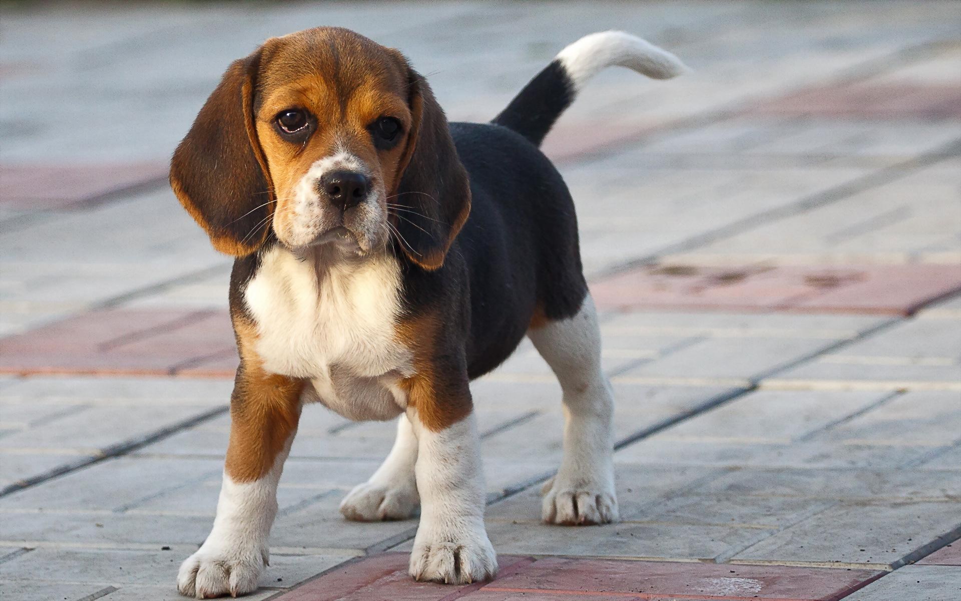 Download beagle wallpaper screensavers Bhmpics