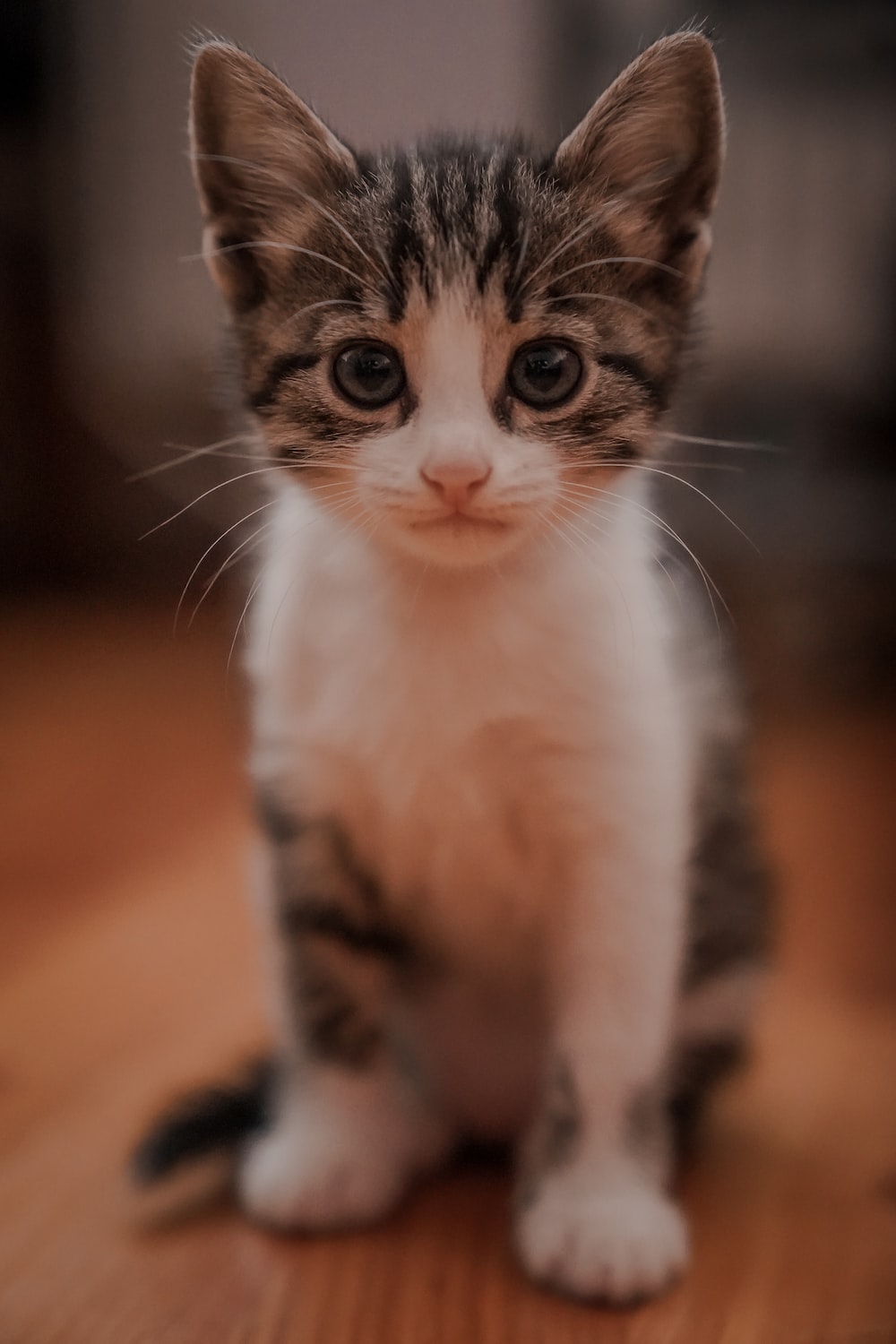 Cat Stock Photos: Free HD Pictures of Cats and Cute Kittens