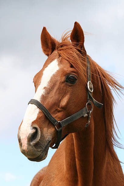 Horse head profile stock photos pictures royalty