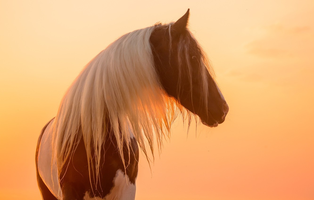 Wallpaper face the sun light sunset horse horse mane profile color piebald images for desktop section ððððñðñðµ