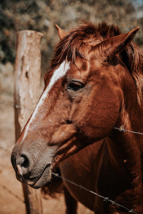 Horse head photos download free horse head stock photos hd images