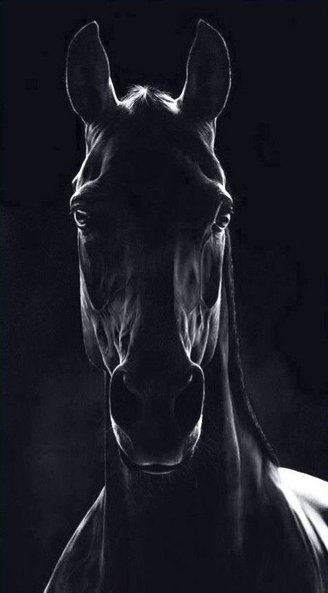 Beautiful horse wallpaper horses beautiful horses