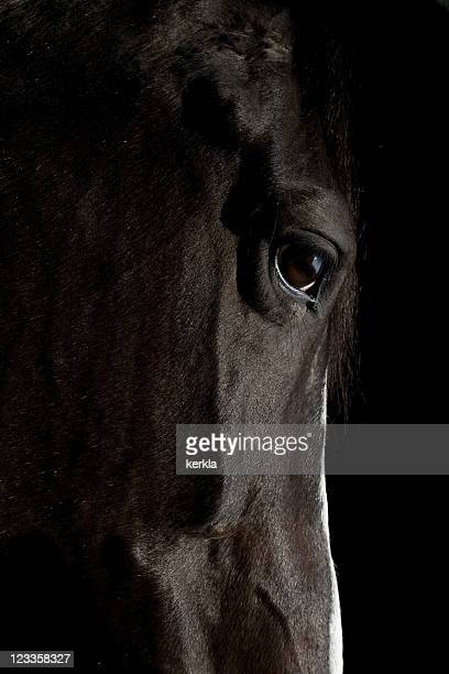 Black horse face photos and premium high res pictures