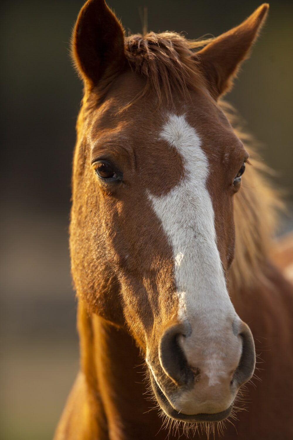 Horse wallpaper