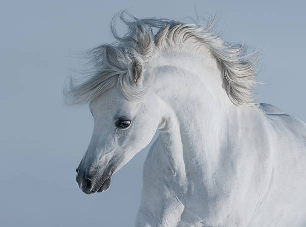 White horse head stock photos pictures royalty