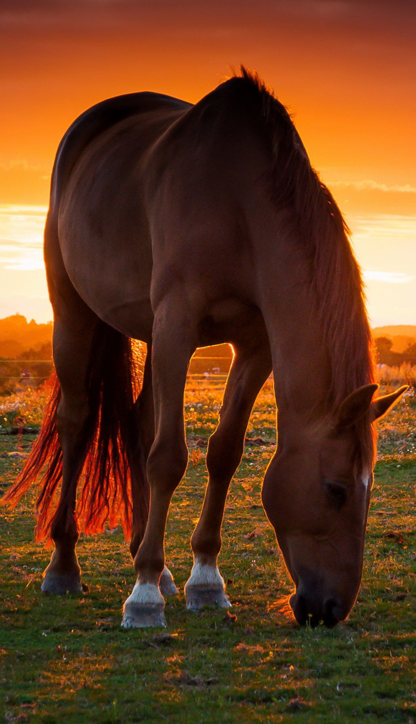 Natural beautiful horse s on