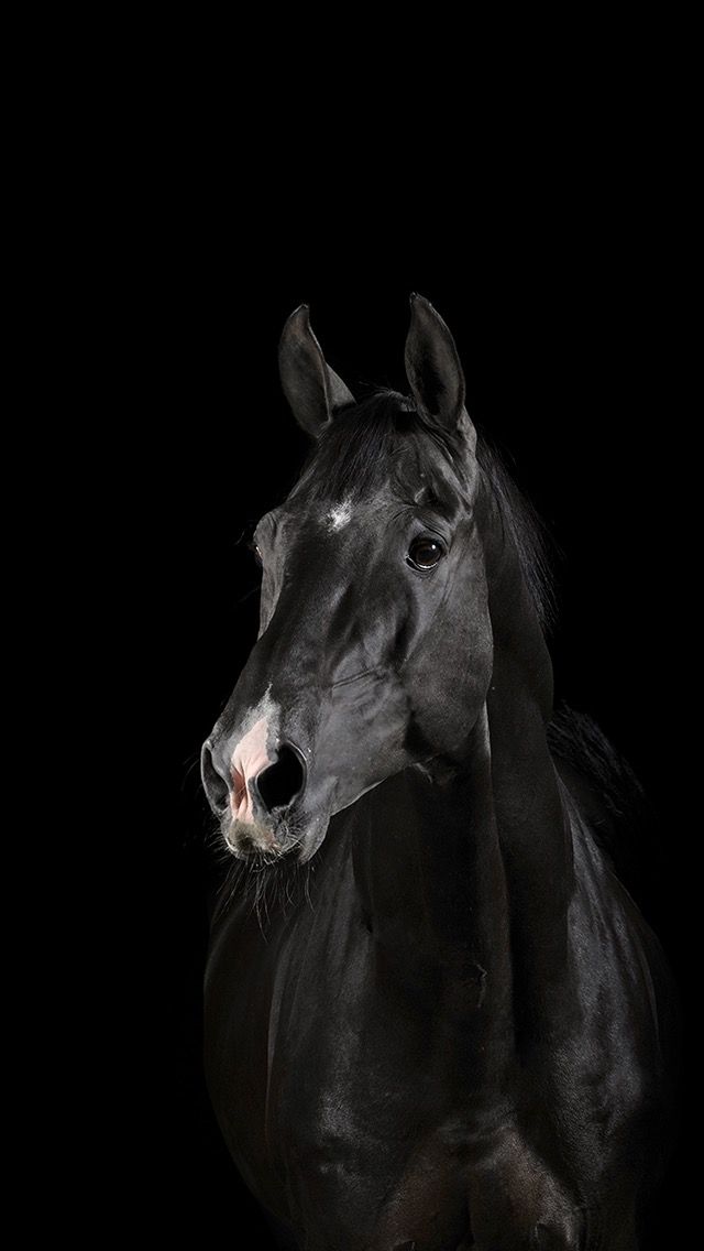 Pin by noa on ðððð iphone wallpapers horses black horse horse face