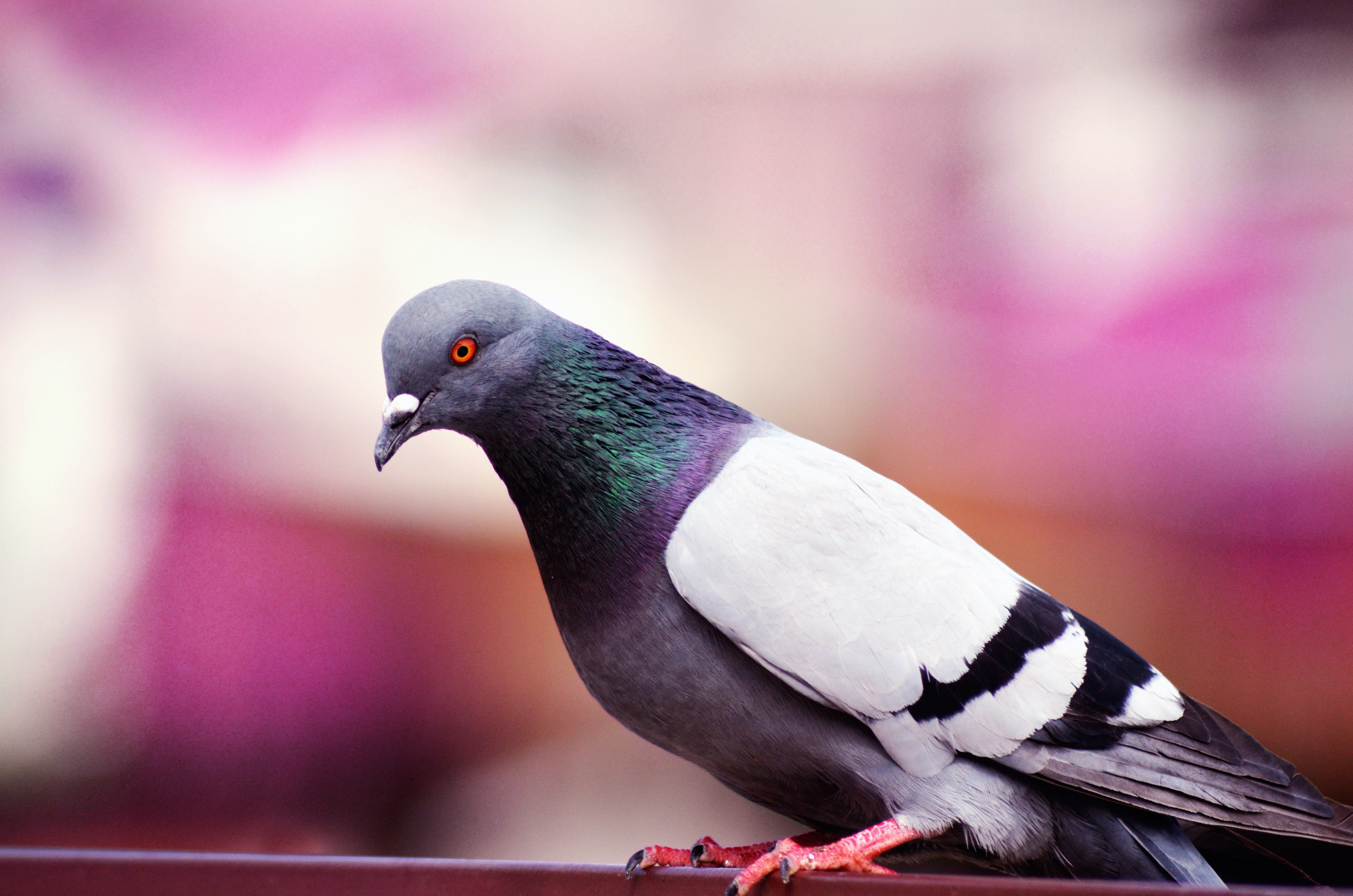 Best pigeon photos