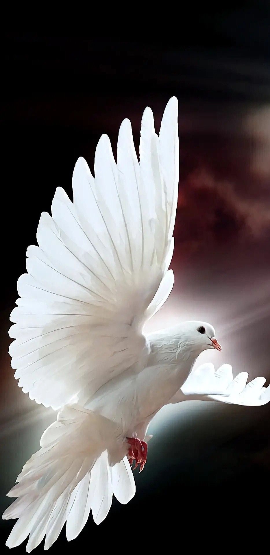 White pigeon dove pictures beautiful birds wings wallpaper