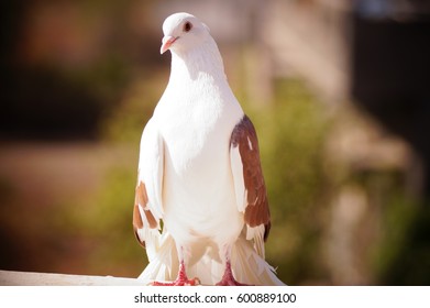 Saddle pigeon images stock photos vectors