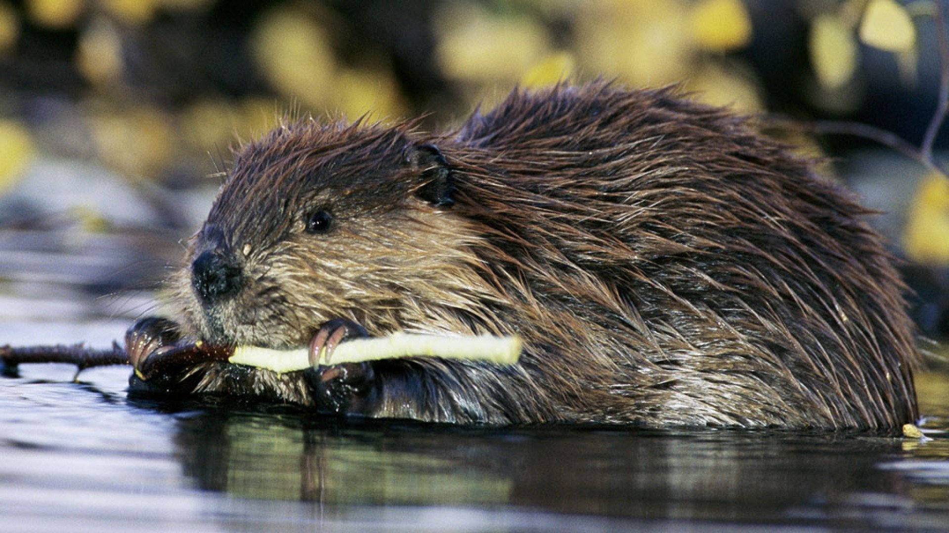 Beaver rodent castor wallpapers hd desktop and mobile backgrounds