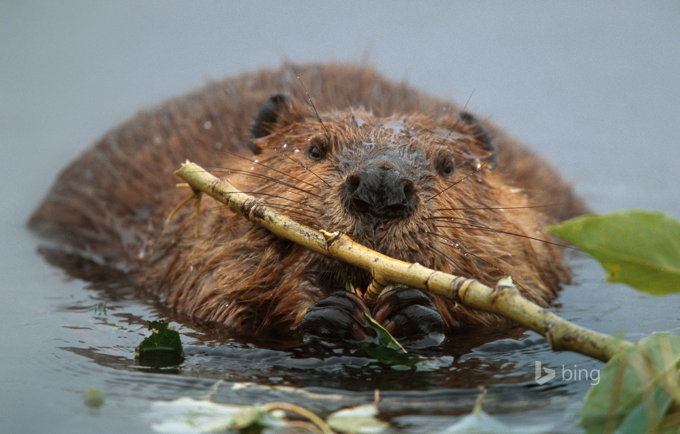 Wallpaper water branch alaska denali national park reserve canadian beaver images for desktop section ððððñðñðµ