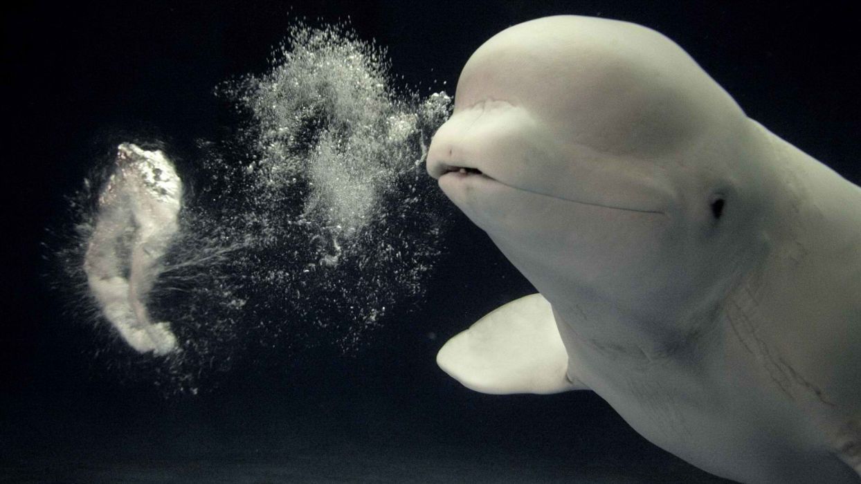 Japan aquarium beluga whales wallpaper x