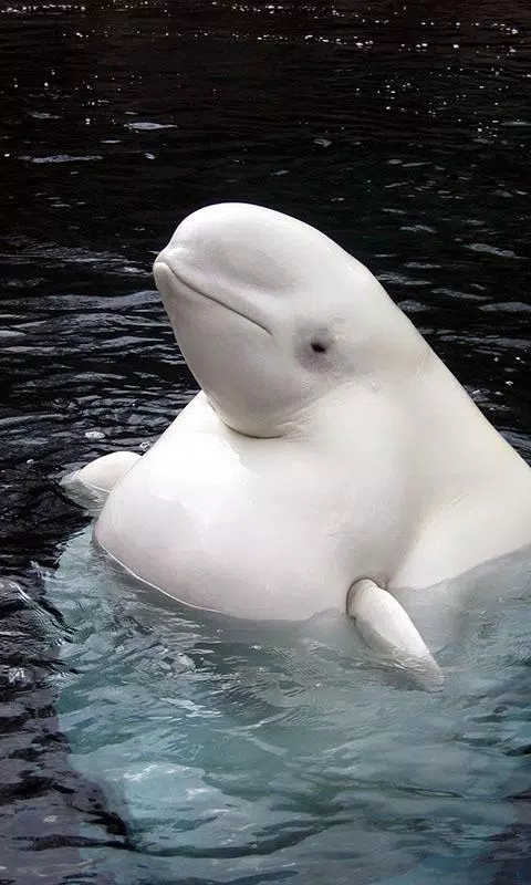 Beluga whale wallpaper apk fãr android herunterladen