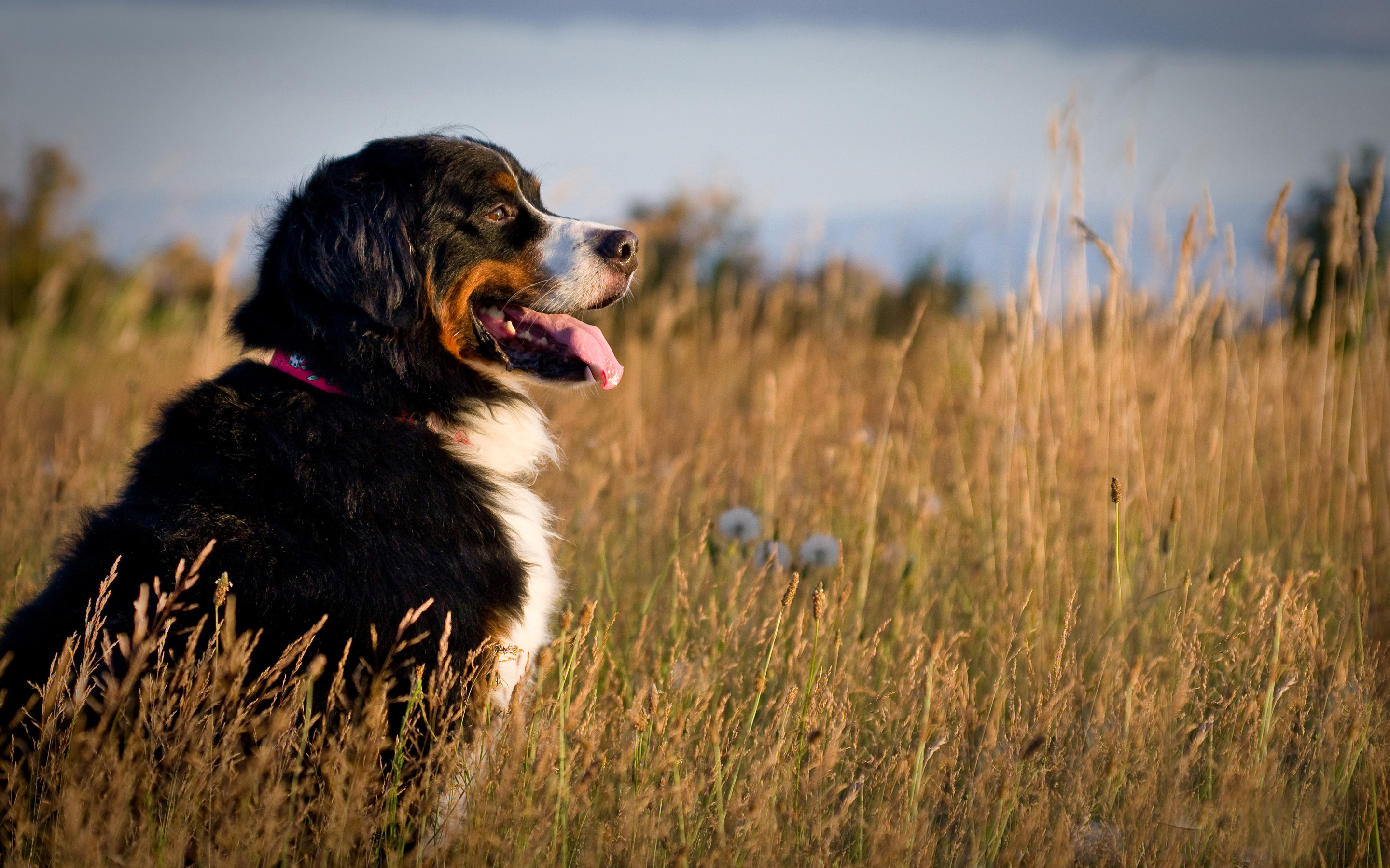 Berner sennenhund hd papers und hintergrãnde